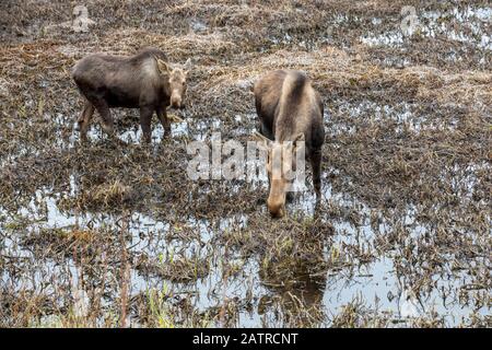 Zwei Kuhelche (Alces alces), die im seichten Wasser der Feuchtgebiete wandern; Alaska, Vereinigte Staaten von Amerika Stockfoto