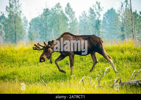 Ein Bullenelch (Alces Alces) mit Geweihen in Samt, der über eine Wiese geht, Alaska Wildlife Conservation Center Stockfoto