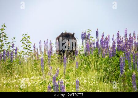 Männlicher Schwarzbär (Ursus americanus), der auf einer Wiese mit Wildblumen umhergeht, Alaska Wildlife Conservation Center, Süd-Zentral Alaska Stockfoto