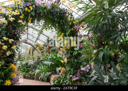 Ein Bogen mit Orchideen und anderen tropischen Blumen auf dem Kew Orchid Festival 2020: Indonesien. London, Großbritannien Stockfoto