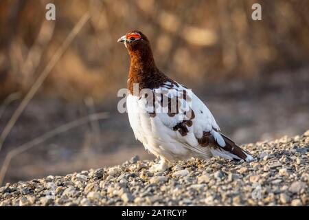 Willow Ptarmigan Männchen (Lagopus lagopus) verwandelt sich in seine Sommerfarben aus seinem weißen Wintermantel, Denali National Park und Preserve Stockfoto