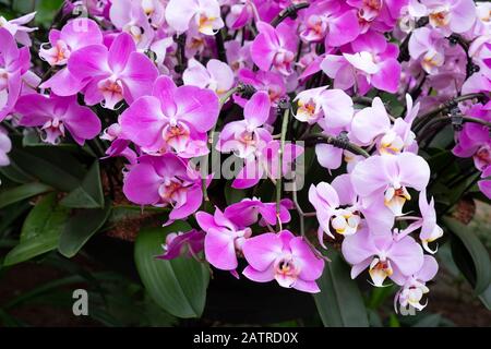 Ein Cluster rosafarbener Orchideen auf dem Kew Orchid Festival 2020: Indonesi London, Großbritannien Stockfoto