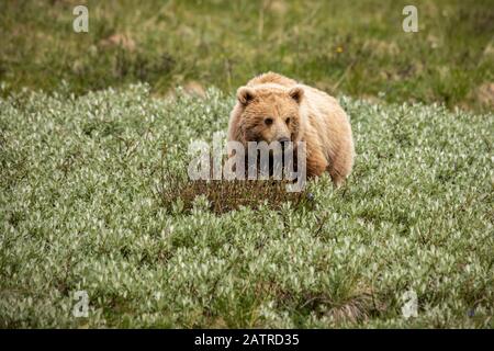 Unreife helle Grizzlybär (Ursus arctos hornbilis), Denali National Park und Preserve; Alaska, Vereinigte Staaten von Amerika Stockfoto