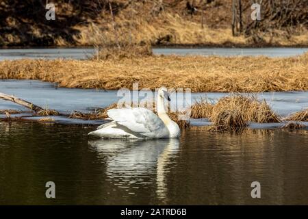 Ein Trompeter Schwan (Cygnus buccinator) in einem Teich gegenüber von Tern Lake, nachdem gerade in Alaska zum Nest, Kenai Halbinsel, Süd-Zentral Alaska migriert Stockfoto