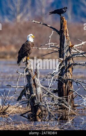 Ein reifer Weißkopfadler (Haliaeetus leucocephalus) steht auf einem von einem Erdbeben getöteten Baum im Portage Valley in Süd-Zentral-Alaska. Das Salzwasser en ... Stockfoto