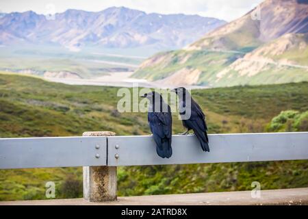 Ein Paar junger Raben sitzt auf dem Geländer einer Brücke über dem Nest, dem Sable Pass Gebiet vor dem Polychrome Pass, dem Denali Nationalpark und ... Stockfoto