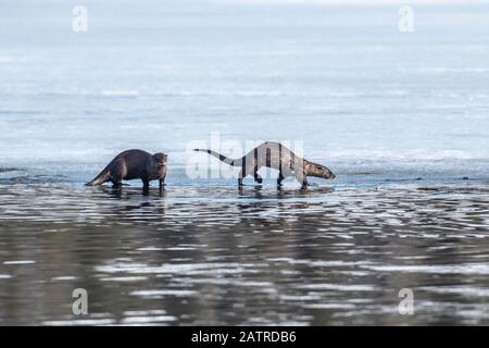 Ein Paar Flussotter, manchmal auch Landotter (Lontra canadensis) genannt, fischen im Lower Summit Lake auf der Kenai Peninsula im Frühjahr, wenn das Eis... Stockfoto