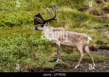 Bulle caribou (Rangifer tarandus) mit Geweih in Samt noch Frühlingsmäntel sind in der Regel ziemlich ratty suchen, Innere Alaska Stockfoto