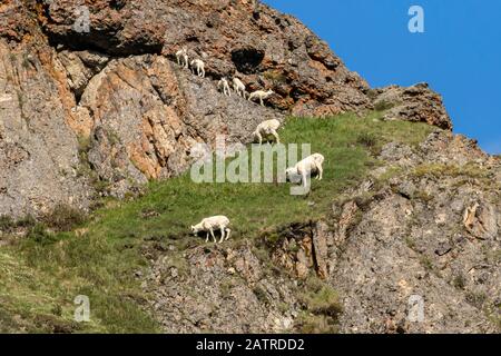 Dall Schafe Mutterschafe und Lämmer (Ovis dalli) grasen auf Vegetation in der Nähe von Cathedral Mountain im Park, Denali National Park und Preserve, Innere Alaska Stockfoto