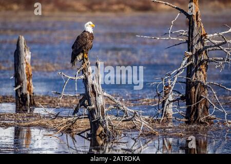 Ein erwachsener Weißkopfseeadler (Haliaeetus leucocephalus) thronte auf einem toten Baum. Ein Erdbeben von 1964 senkte den Boden in der Nähe dieses Abschnitts von Portage, Alaska und... Stockfoto