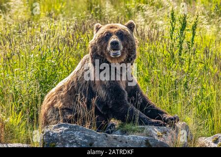 Braunbär-Sau (Ursus arctos), Alaska Wildlife Conservation Center, South-Central Alaska; Alaska, Vereinigte Staaten von Amerika Stockfoto