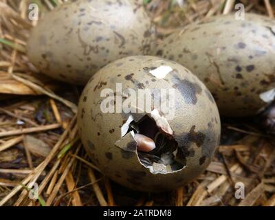 Möwe nisten mit Eiern, die auf Brier Island in Nova Scotia brüten; Peeping; Nahansicht Stockfoto