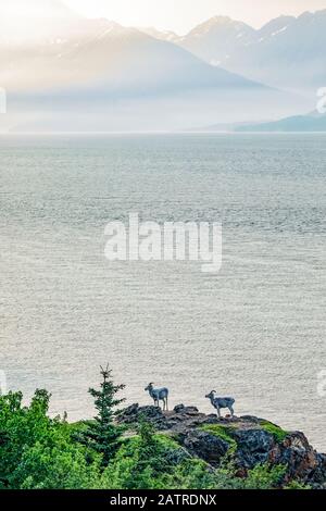 Dall Schafe (Ovis dalli) auf einem felsigen Hügel mit Blick auf das Wasser von Turnagain Arm, südlich von Anchorage, Kenai Berge im Hintergrund Stockfoto