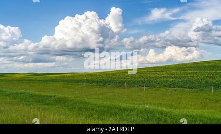 Üppig grüne Felder von Ackerland unter einem blauen Himmel mit Wolken auf der Alberta Prärien, Rocky View County; Alberta, Kanada Stockfoto