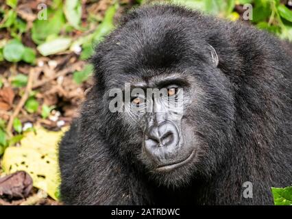 Berggorilla (Gorilla beringei beringei), Bwindi Impenetrable National Park; westliche Region, Uganda Stockfoto