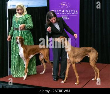 New York, USA. Februar 2020. Die Westminster Kennel Club Dog Show stellt das Azawagh vor, eine Rasse aus Westafrika, die zum ersten Mal bei ihrer Veranstaltung "Meet The Breeds" im New Yorker Hotel in Manhattan antreten wird. Zwei der sechs konkurrierenden Azawakhs wurden heute der Presse gezeigt: Bahir (L), mit seiner Inhaberin Aliya Taylor, und Sunny, mit seiner Inhaberin Susan Schmidt. Kredit: Enrique Shore/Alamy Live News Stockfoto