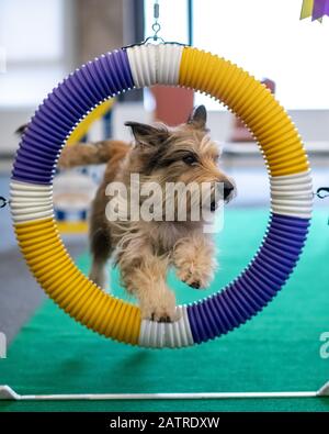 New York, USA. Februar 2020. Chester, ein 8-jähriger Berger Picard und fünf Mal Gewinner des Agility-Wettbewerbs, zeigt seine Fähigkeiten während einer Veranstaltung "Meet The Raeds" im New Yorker Hotel in Manhattan vor der Westminster Kennel Club Dog Show 2020. Kredit: Enrique Shore/Alamy Live News Stockfoto