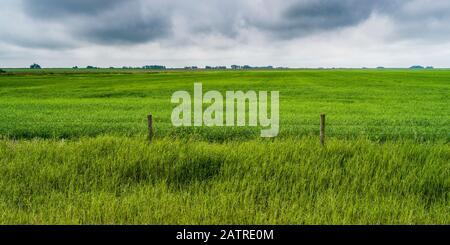 Üppig grüne Felder von Ackerland unter einem bewölkten Himmel auf den Prärien von Alberta, Rocky View County; Alberta, Kanada Stockfoto