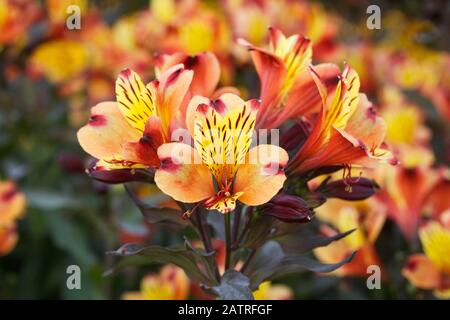 Alstroemeria Summer Paradise Summer Breeze Blumen. Stockfoto