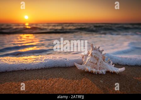 Meeresschalen am Strand bei Sonnenaufgang Stockfoto