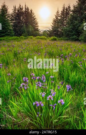 Wilde Iris in Blüte im Tongass National Forest mit einer warmen leuchtenden Sonne; Alaska, Vereinigte Staaten von Amerika Stockfoto