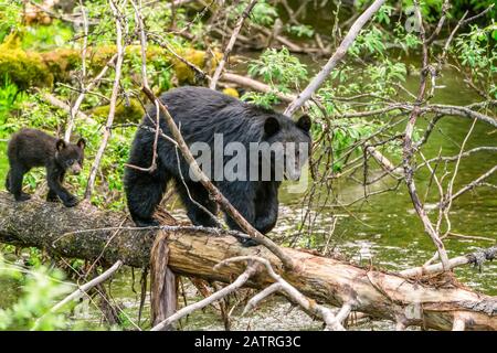 Amerikanischer Schwarzbär (Ursus americanus) und Jungtier, das auf einem gefallenen Baumstamm über einen Fluss läuft, das Junge folgt dem Erwachsenen; Alaska, Vereinigte Staaten von Amerika Stockfoto