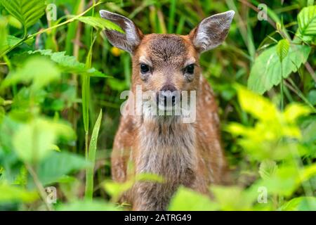 Sitka-Rehkitz (Odocoileus hemionus sitkensis), der aus dem grünen Laub spätet, Tongass National Forest; Alaska, Vereinigte Staaten von Amerika Stockfoto