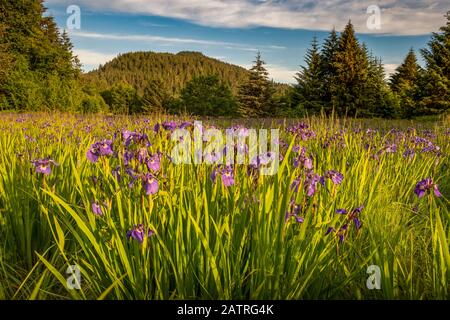 Wilde Iris in Blüte im Tongass National Forest in der Abenddämmerung; Alaska, Vereinigte Staaten von Amerika Stockfoto