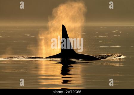 Silhouetted Buckelwal (Megaptera novaeangliae) Flosse an der Wasseroberfläche entlang der Alaska-Küste; Alaska, Vereinigte Staaten von Amerika Stockfoto