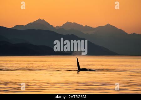 Silhouetted Buckelwal (Megaptera novaeangliae) Flosse an der Wasseroberfläche entlang der Alaska-Küste; Alaska, Vereinigte Staaten von Amerika Stockfoto