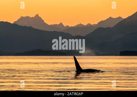 Silhouetted Buckelwal (Megaptera novaeangliae) Flosse an der Wasseroberfläche entlang der Alaska-Küste; Alaska, Vereinigte Staaten von Amerika Stockfoto