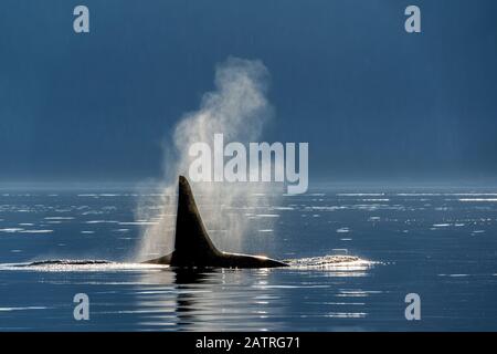 Silhouetted Killer Wal (Orcinus Orca) Flosse an der Wasseroberfläche entlang der Alaska-Küste; Alaska, Vereinigte Staaten von Amerika Stockfoto