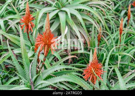 Aloe - blühende saftige Pflanze. Aloe im Aufblühen. Aloe Blume. Blühende Knospen von Aloe Vera. Stockfoto