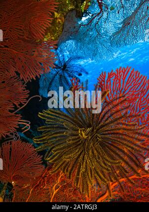 Farbenfrohe gelbe Seelilie, die von roten, harten Korallen umgeben ist; Fidschi Stockfoto