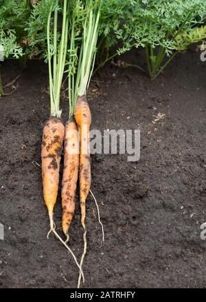 Karotten, die gerade mit der Plantage geerntet wurden. Stockfoto