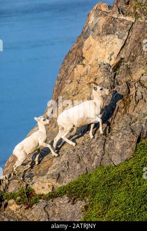 Mit Turnagain Arm im Hintergrund grasen Dall Schafe und Lamm (Ovis dalli) im felsigen Gelände des Windy Point-Gebietes, das in der Nähe der ... Stockfoto