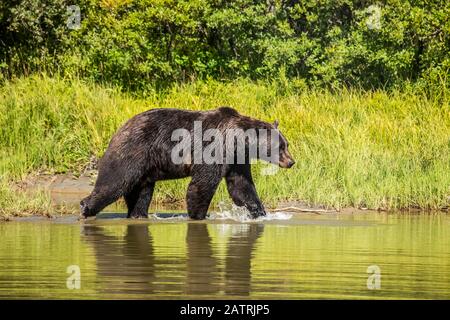 Braunbär (Ursus arctos) Männchen spritzt durch einen Teich, gefangenes Tier, Alaska Wildlife Conservation Center; Portage, Alaska, Vereinigte Staaten von Amerika Stockfoto