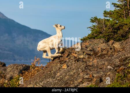 Mit Turnagain Arm im Hintergrund erklimmt Dall Sheep Lamb (Ovis dalli) das felsige Gelände der Windy Point Area, die sich in der Nähe von MP107 der Sewa... Stockfoto