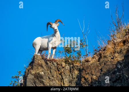 Dall Schaframm (Ovis dalli) schaut auf den Fotografen, während er in den Chugach Mountains südlich von Anchorage, Alaska, im südlichen Zentrum Alaskas füttert Stockfoto