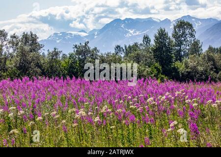 Mitte Juli blüht ein Feld von Feuerkraut (Chamaenerion angustifolium) vor der Straße, die zum Hatcher Pass führt, der in der Nähe von Palmer, Alaska, liegt. Die Ch... Stockfoto