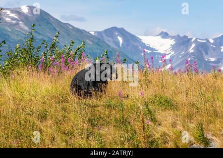 Schwarzbär männlich (Ursus americanus), Gefangener Tier, Alaska Wildlife Conservation Center, Süd-Zentral-Alaska Stockfoto