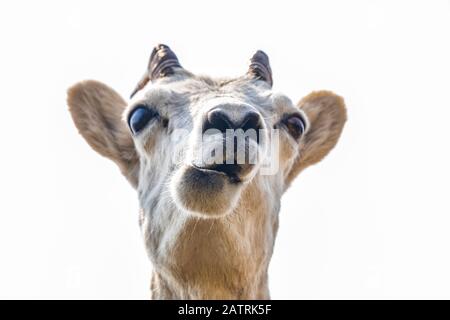 Dall Schafe Mutterschafe (Ovis dalli) Steht auf einem Felsvorsprung mit Blick auf das Wasser von Turnagain Arm südlich von Anchorage in Süd-Zentral-Alaska Stockfoto