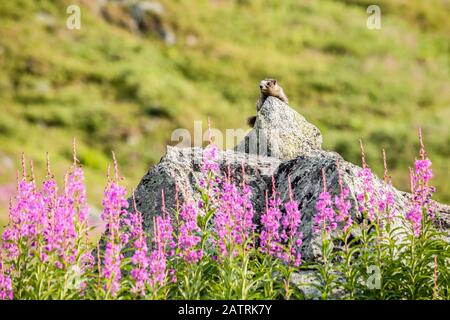 Ein heiliges Murmeltier (Marmota caligata) ruht in der Sonne auf einem Aussichtspunkt. Feuerkraut (Chamaenerion angustifolium) blüht im Hatcher Pass Gebiet ... Stockfoto