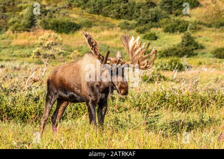 Bullmoose (Alces Alces) mit Geweihen in Samt im Sommer im Powerline Pass Bereich in den Hügeln oberhalb Anchorage, Süd-Zentral Alaska Stockfoto