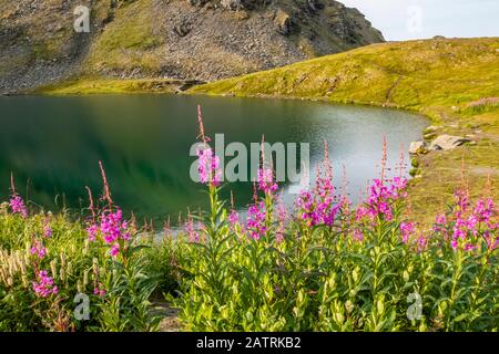 Summit Lake und Fireweed (Chamaenerion angustifolium) blühen in der Hatcher Pass Gegend bei Palmer, Süd-Zentral Alaska Stockfoto