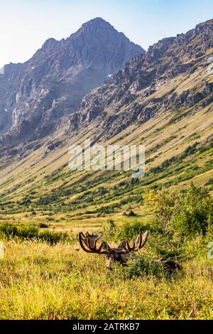 Bullmoose (Alces Alces) mit Geweihen in Samt im Sommer im Powerline Pass Bereich in den Hügeln oberhalb Anchorage, Süd-Zentral Alaska Stockfoto