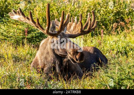 Bullmoose (Alces Alces) mit Geweihen in Samt im Sommer im Powerline Pass Bereich in den Hügeln oberhalb Anchorage, Süd-Zentral Alaska Stockfoto