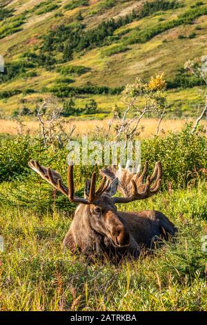 Bullmoose (Alces Alces) mit Geweihen in Samt im Sommer im Powerline Pass Bereich in den Hügeln oberhalb Anchorage, Süd-Zentral Alaska Stockfoto