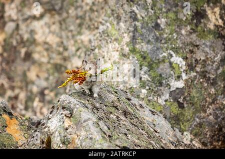 Ein Colmared Pika (Ochotona collaris) sammelt Nahrung, um sie in kleine Heuhaufen zum Trocknen zu stecken und die ihm Nahrung für den kalten und verschneiten Wein liefern... Stockfoto