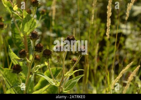 Helianthus mollis vor verschwommenem Hintergrund, aschigem Sonnenblumen im Spätsommer mit braun getrockneten Kronblättern Stockfoto